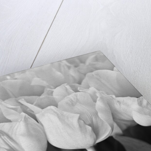 Bunch of Tulips by Assaf Frank